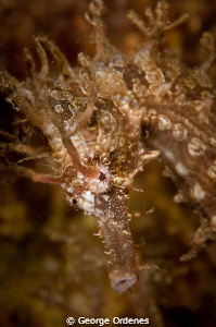 seahorse at Blue Heron Bridge by George Ordenes 